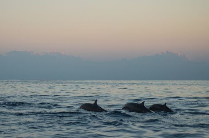 Delfines nadando en libertad