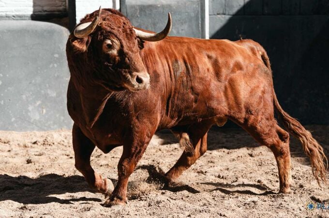 Estos son los imponentes toros de Alcurrucén para este jueves en Las Ventas
